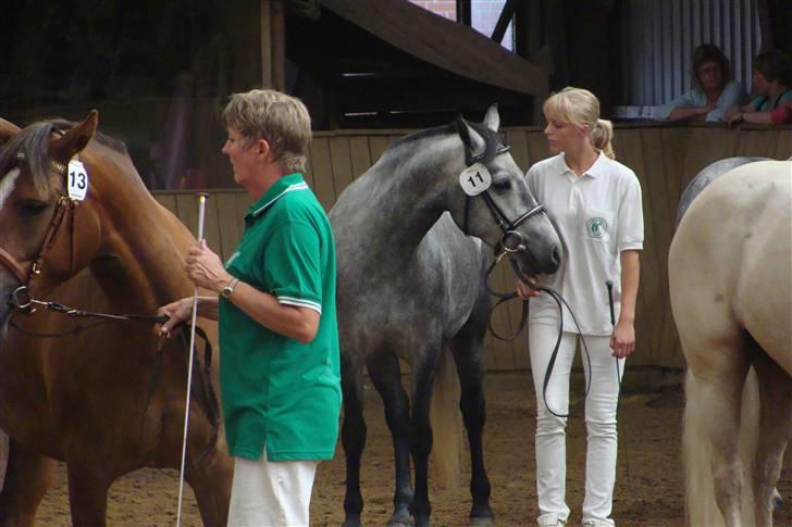 Connemara Hesselholts Lilli Marlen - SOLGT - kigger på hende og tænker stå stille pony billede 14