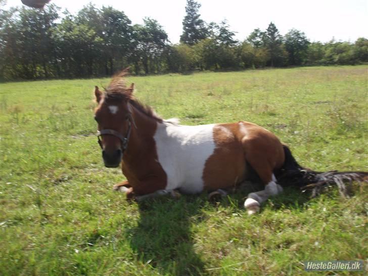 Anden særlig race Bella ( solgt ) - davs ja ligger lige her så fredligt også skal man være fotogen. billede 1