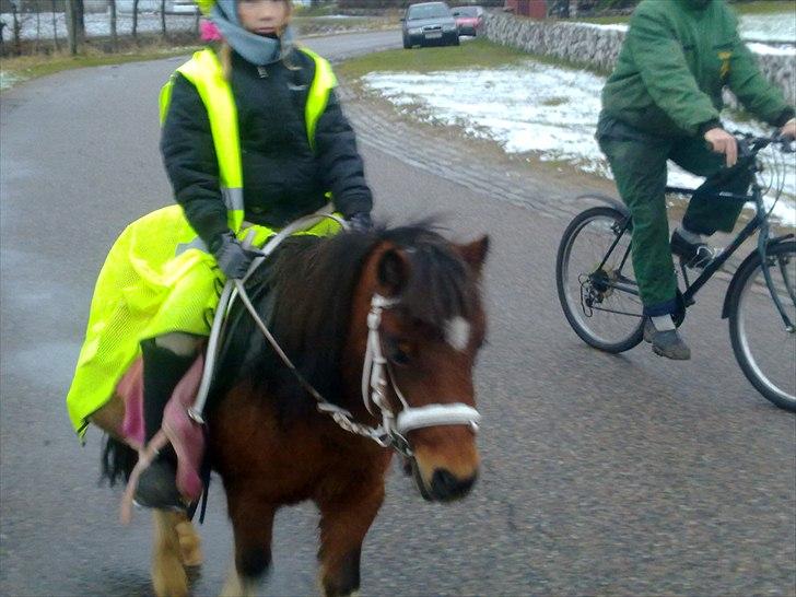 Anden særlig race Bella ( solgt ) - nyt billedet, ja jeg blever redet af min passer helt alene billede 2