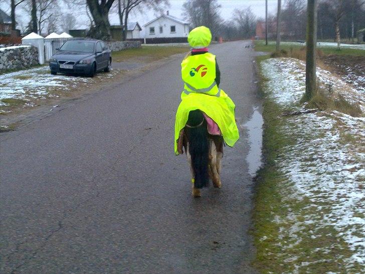Anden særlig race Bella ( solgt ) - nyt billedet billede 4