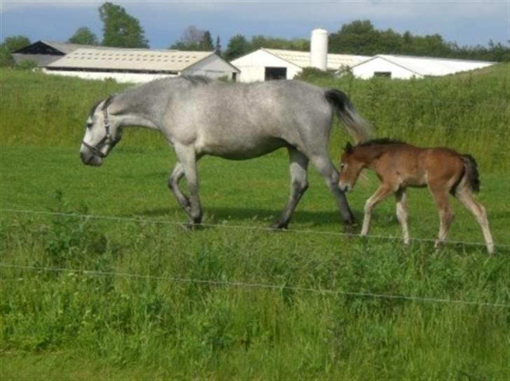 Connemara Hesselholts Kimberly - SOLGT billede 3