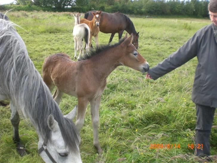 Connemara Hesselholts Kimberly - SOLGT - skal lige se hvem det er, men er stadig lidt forskigtig, man ved jo aldrig billede 4