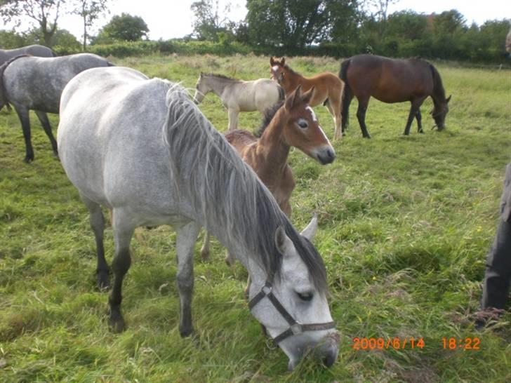 Connemara Hesselholts Kimberly - SOLGT billede 5