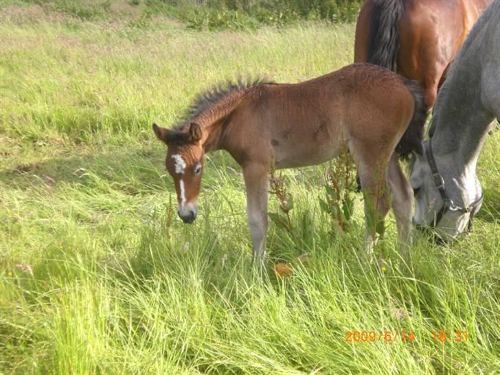 Connemara Hesselholts Kimberly - SOLGT billede 6