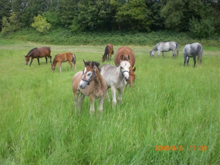 Connemara Hesselholts Kimberly - SOLGT - står og hygger med Killroy (Lilli´s føl) billede 7