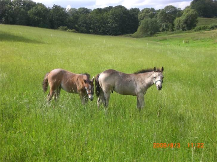 Connemara Hesselholts Kimberly - SOLGT - og på opdagelse sammen billede 8