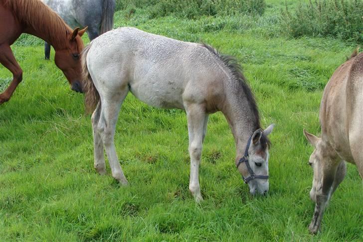 Connemara Hesselholts Kimberly - SOLGT - så er vi næsten færdig med at blive skimmle billede 9