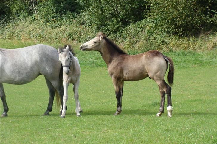 Connemara Hesselholts Kimberly - SOLGT - killroy lad vær billede 10