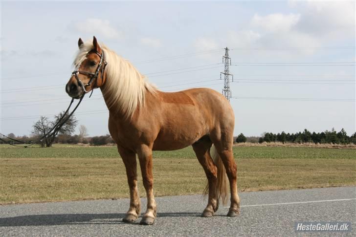 Haflinger Røgtegårdens Aqua x-part. - opstillingsbillede:  fotograf: KIK-photo billede 19