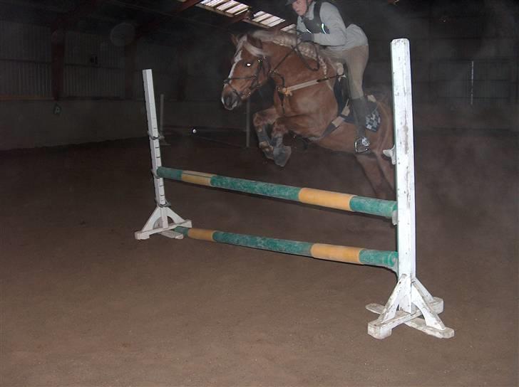 Haflinger Røgtegårdens Aqua x-part. - træning i det store ridehus,  fotograf: KIK-photo xD læg mærke til vores lykkebamse xD billede 20