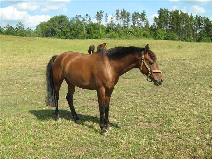 Anden særlig race Tippy B-pony - Tippy er lidt træt billede 5