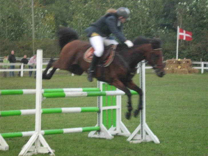 Anden særlig race Tippy B-pony - omspringning i MB billede 6