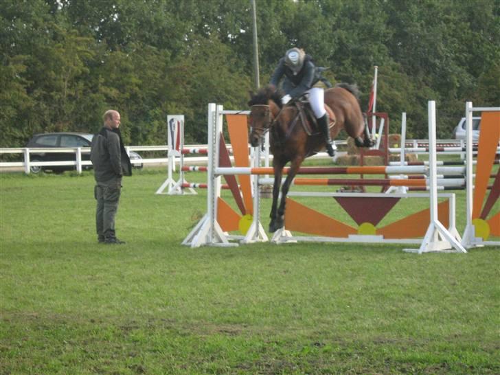 Anden særlig race Tippy B-pony - MB i Bording billede 7