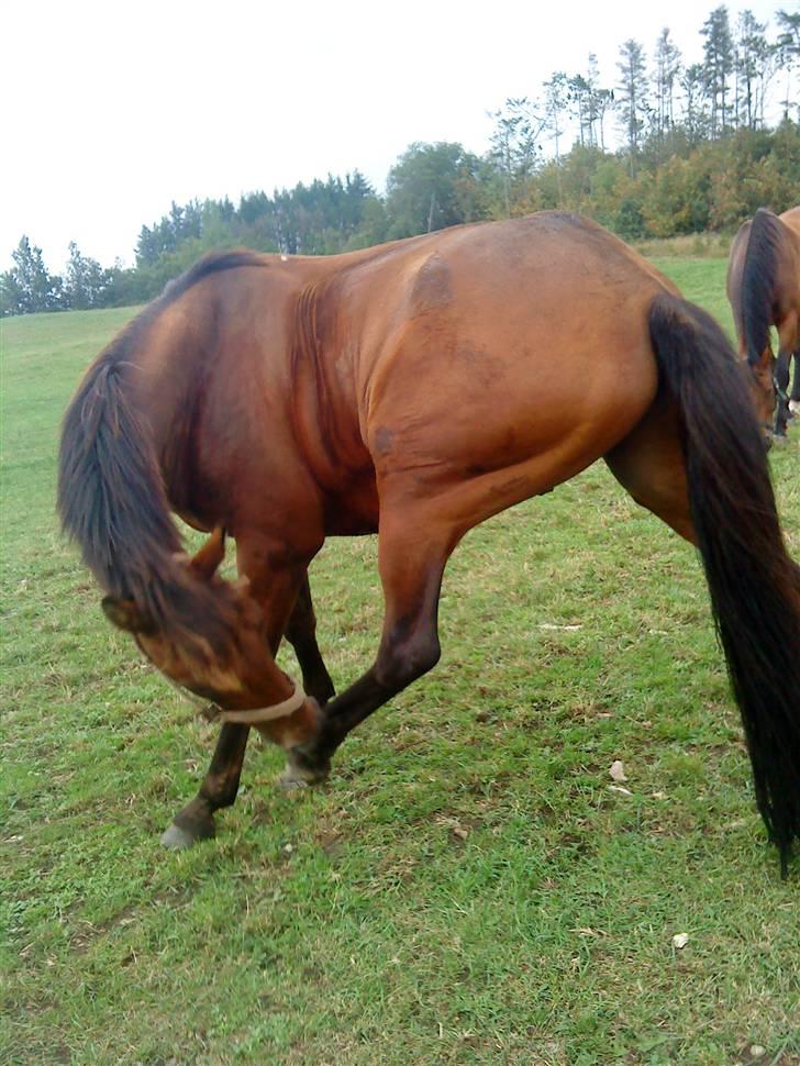 Anden særlig race Tippy B-pony - Det klør billede 8