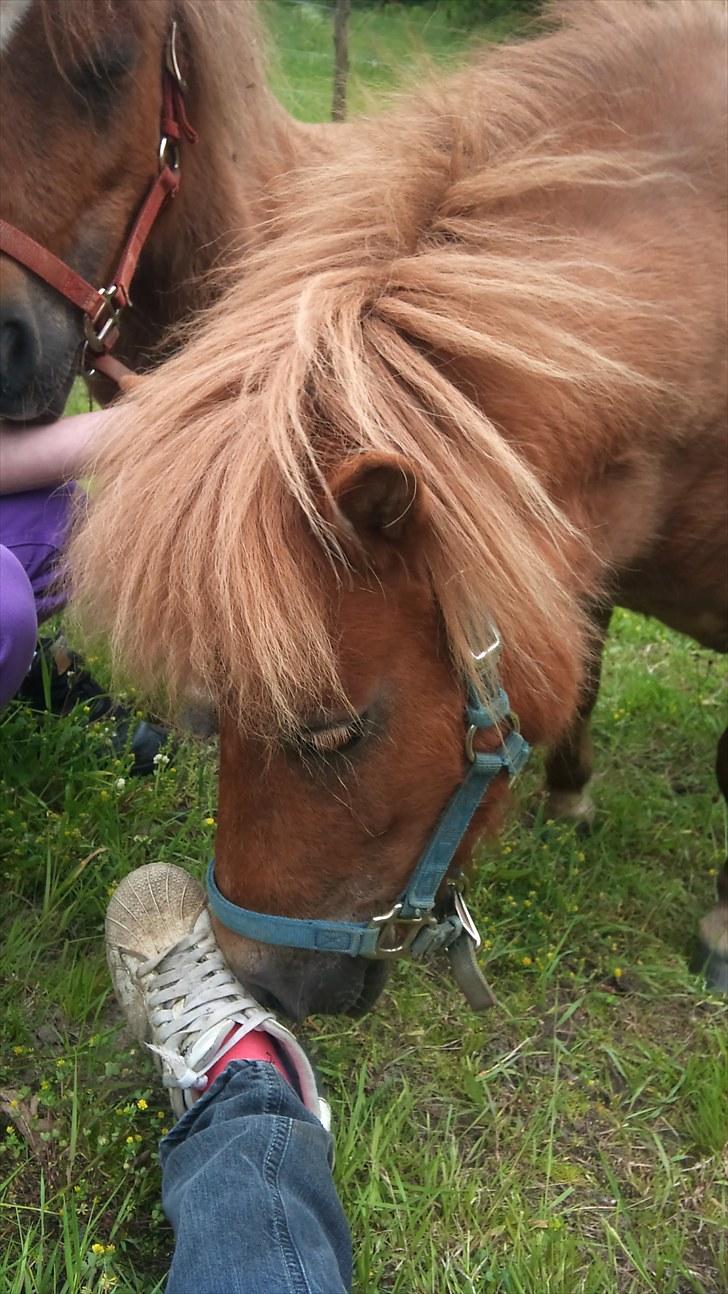 Shetlænder Valde - Valde snuser til min sko (: billede 12