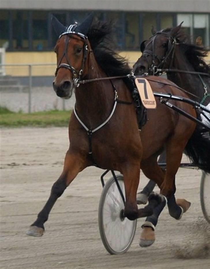 Traver maigold (s) - maigold billede 6