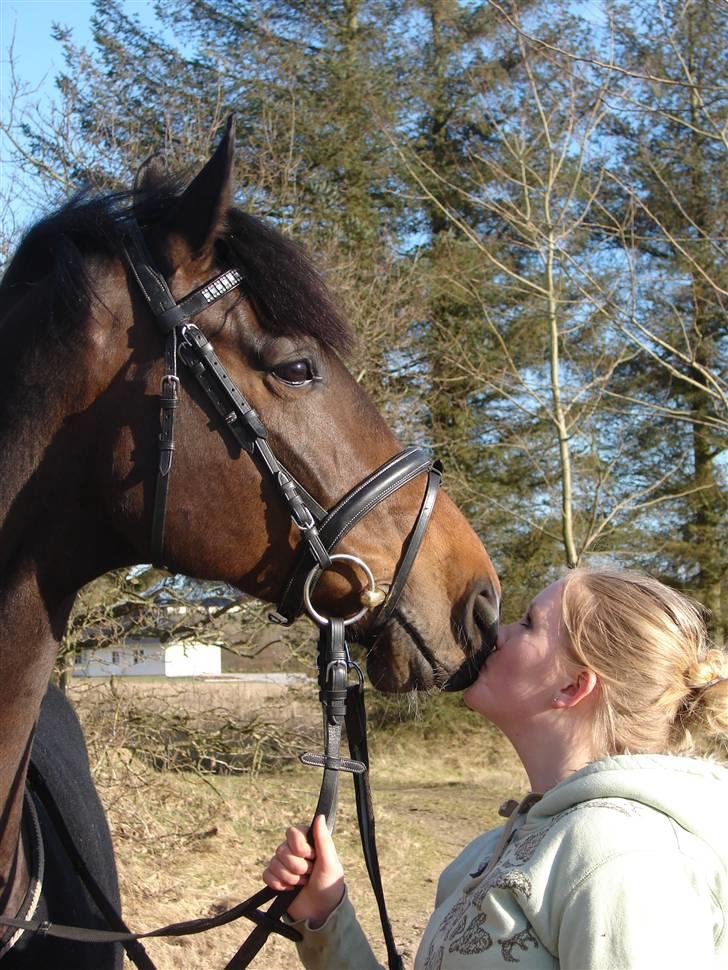 Dansk Varmblod Comengo Mosely *SOLGT* billede 1