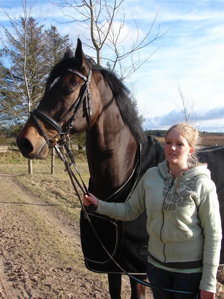 Dansk Varmblod Comengo Mosely *SOLGT* billede 2