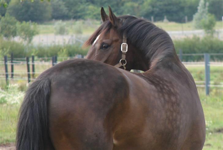 Dansk Varmblod Comengo Mosely *SOLGT* billede 3