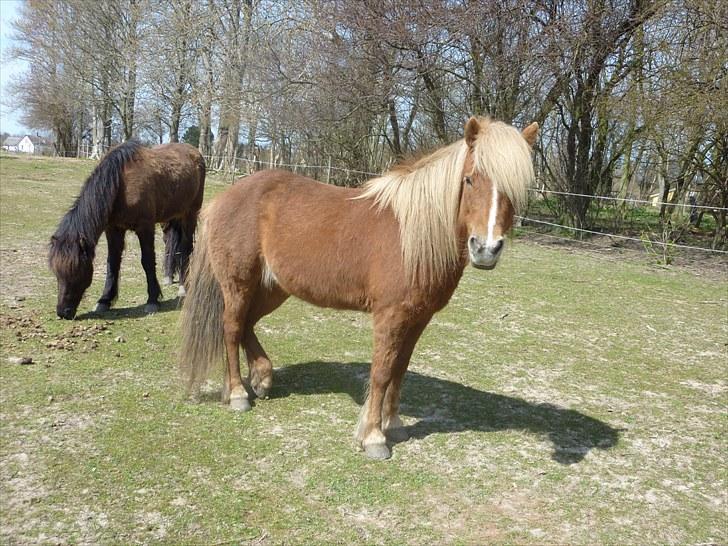 Islænder Vigdís f Skydebanegård R.I.P  - #14 nyt. smukke Vigdís billede 9