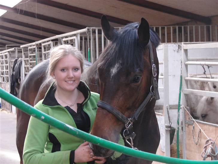 Dansk Varmblod Comengo Mosely *SOLGT* billede 4