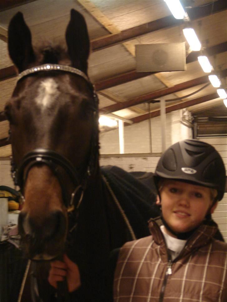 Dansk Varmblod Comengo Mosely *SOLGT* billede 5