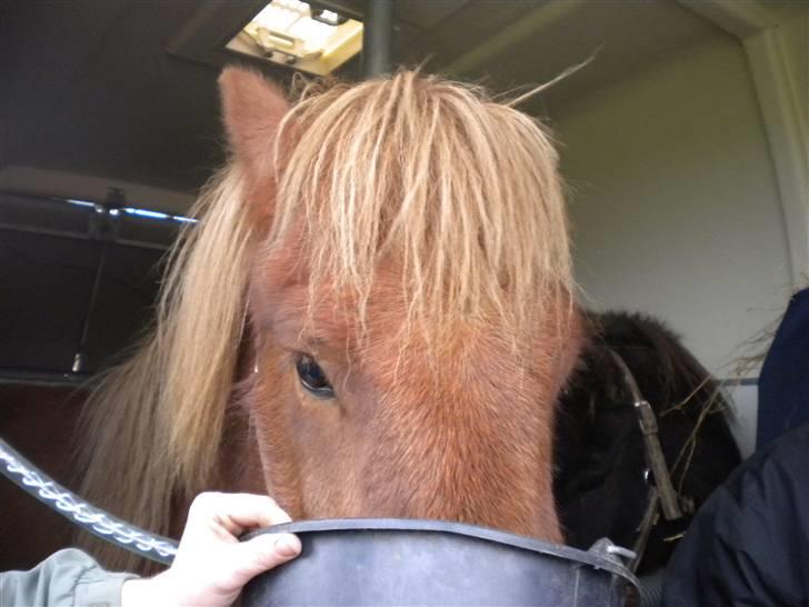 Islænder Jarl-Peter fra nørmark billede 19