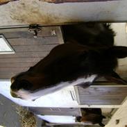 Dansk Varmblod Nikita