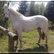 Anden særlig race Lady Savanna *solgt*