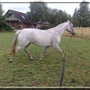 Anden særlig race Lady Savanna *solgt*