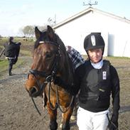 Welsh Cob (sec D) tintin´´ SOLGT´´