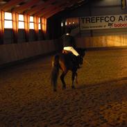 Welsh Cob (sec D) tintin´´ SOLGT´´