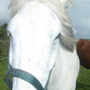 Islænder Surtur fra Fårup