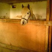 Irish Cob Liffey ( Gammel Part:'( )