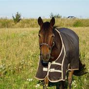 Anden særlig race Nicko