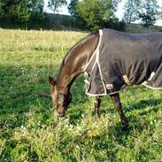 Anden særlig race Nicko