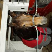 Anden særlig race Nicko