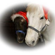 Anden særlig race Fanny -Hvil i fred