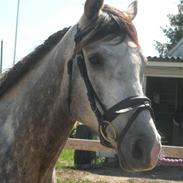 Fuldblod (XX) The Warrior xx - R.I.P <3