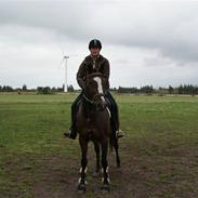 Anden særlig race Larito