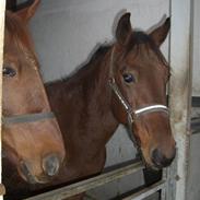 Traver Ibrahim grimm