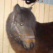 Shetlænder Jackson Speedy.