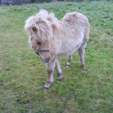 Anden særlig race april