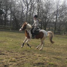 Pinto Sunshine (Savn)