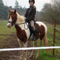 Pinto Sunshine (Savn)