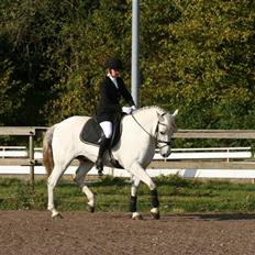 Connemara Ard Chuan Grey Boy