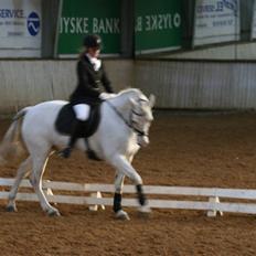 Connemara Ard Chuan Grey Boy