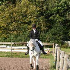 Connemara Ard Chuan Grey Boy