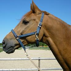 Anden særlig race Ferdinan - R.I.P.