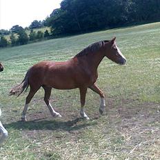 Welsh Pony af Cob-type (sec C) Red Hot Chilli Pepper